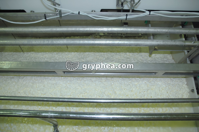 Fabrication du fromage - Egouttage du caillé à la suite du tranchage - gryphea.com